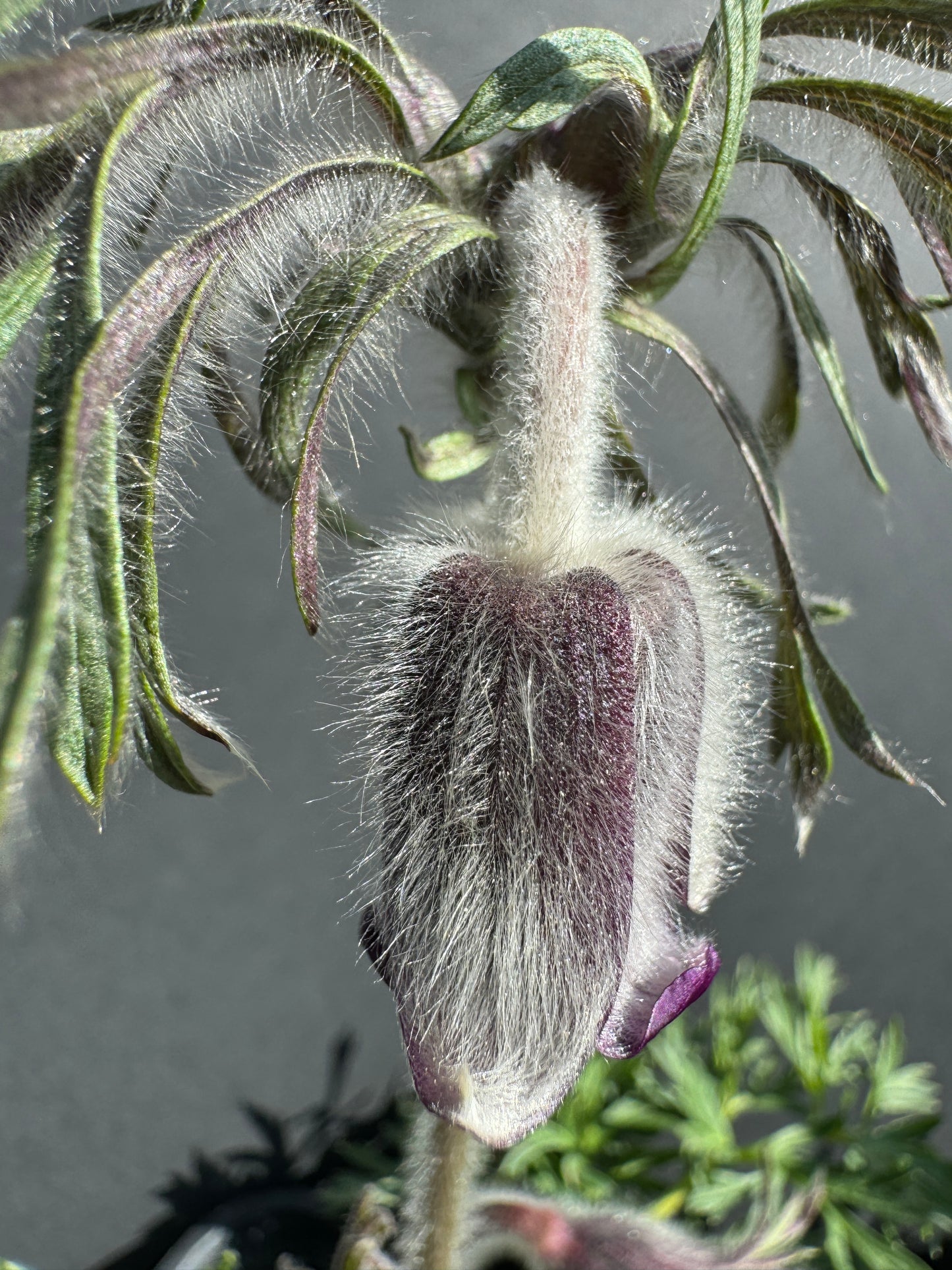 Pulsatilla pratensis subsp. bohemica