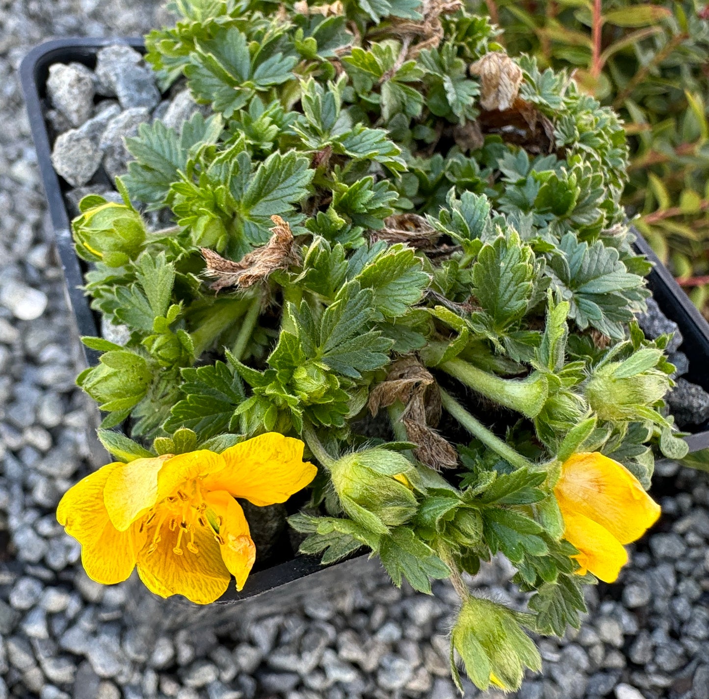 Potentilla verna nana