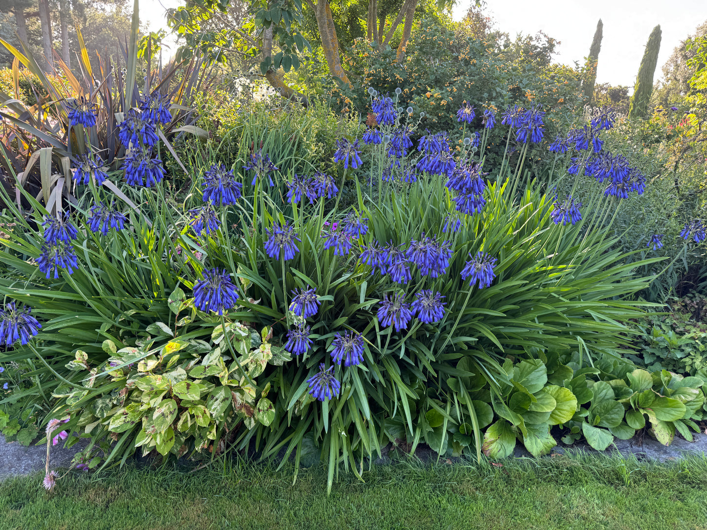 Agapanthus inapertus
