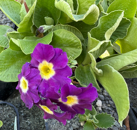 Primula x pubescens auricula type  'Mrs. J. H. Wilson'