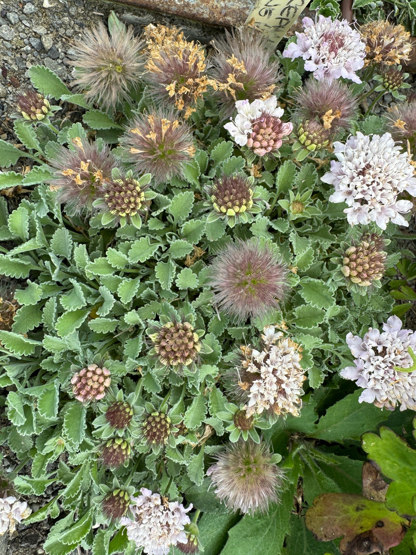 Pterocephalus perenne