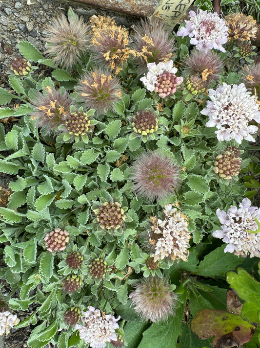 Pterocephalus perenne