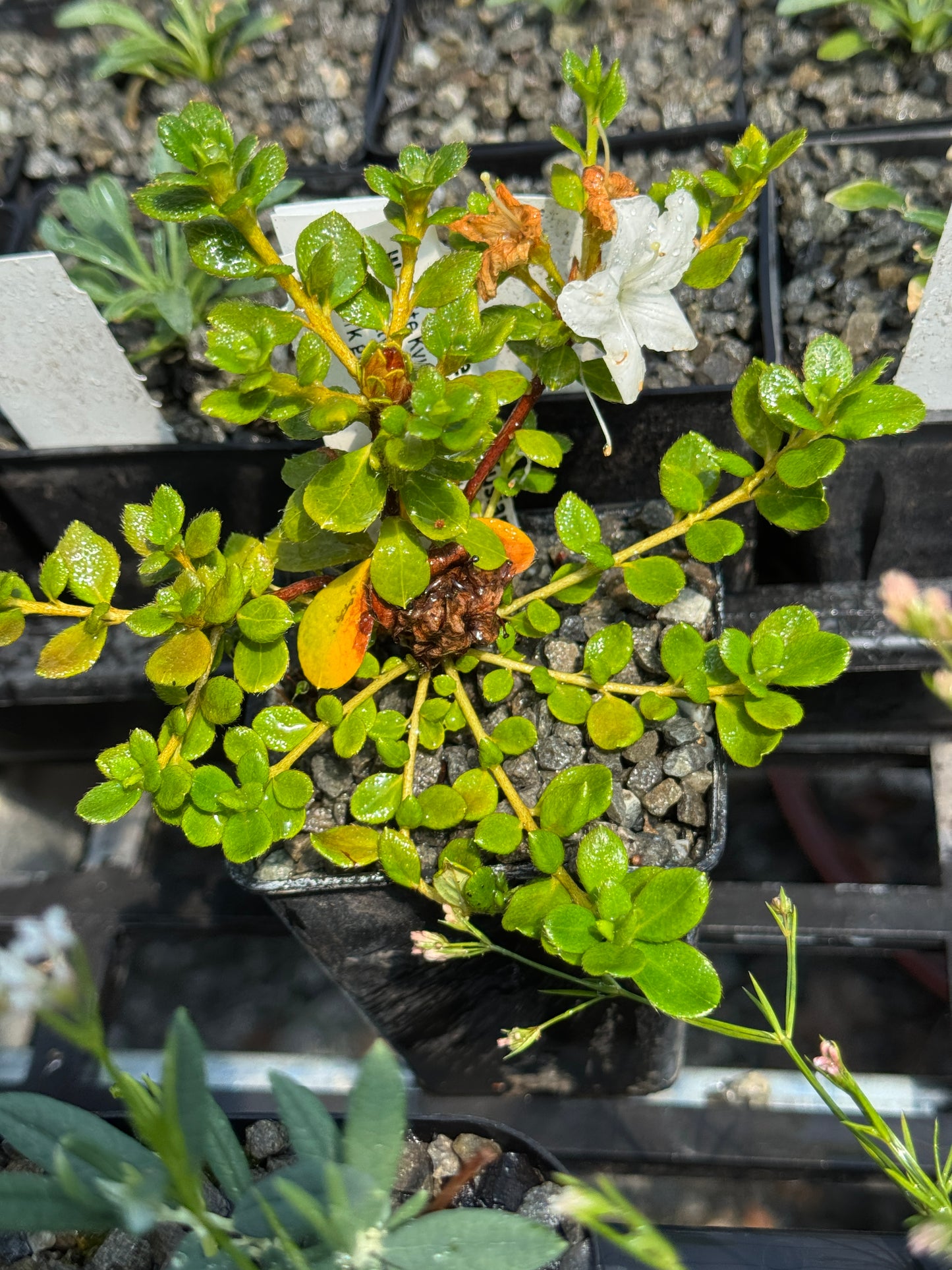 Rhododendron kiusianum album