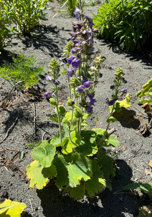 Delphinium vestitum