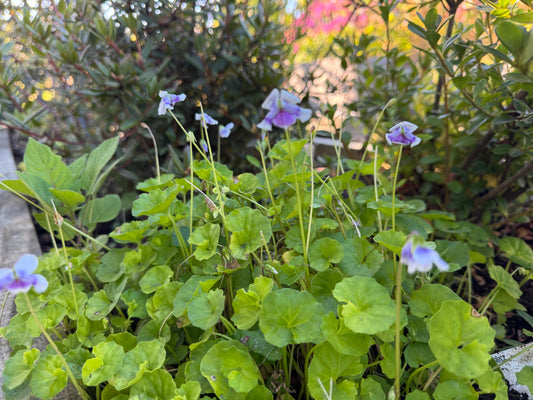 Viola hederacea