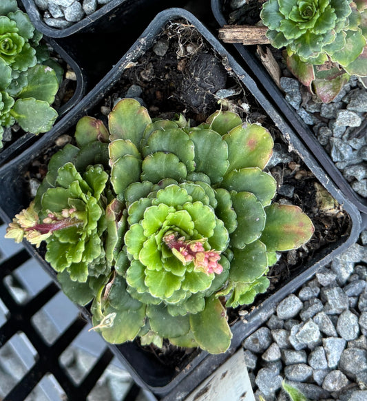 Saxifraga primuloides