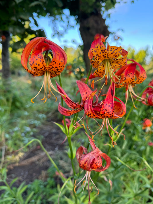 Lilium pardalinum