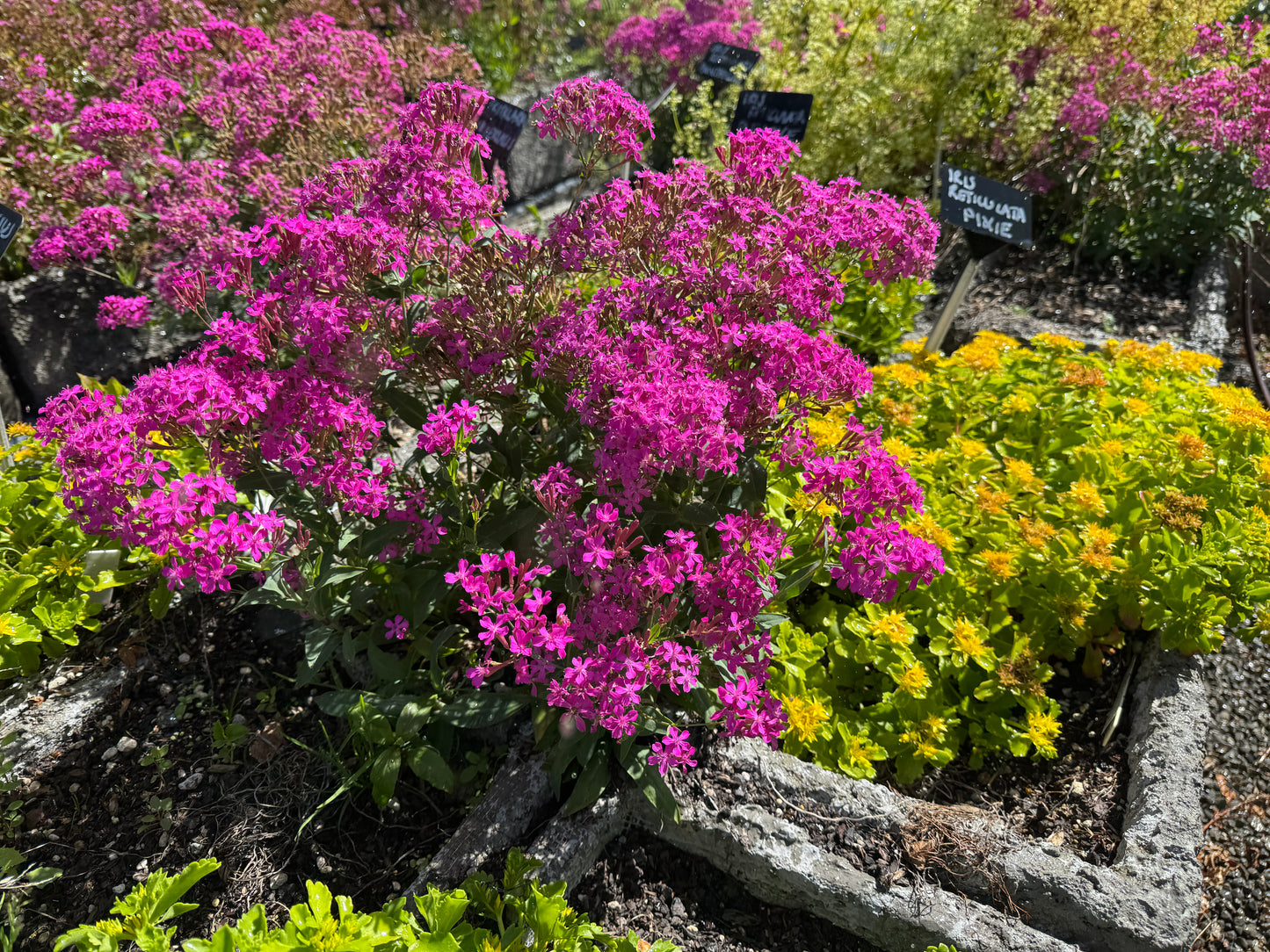 Silene armeria  seed