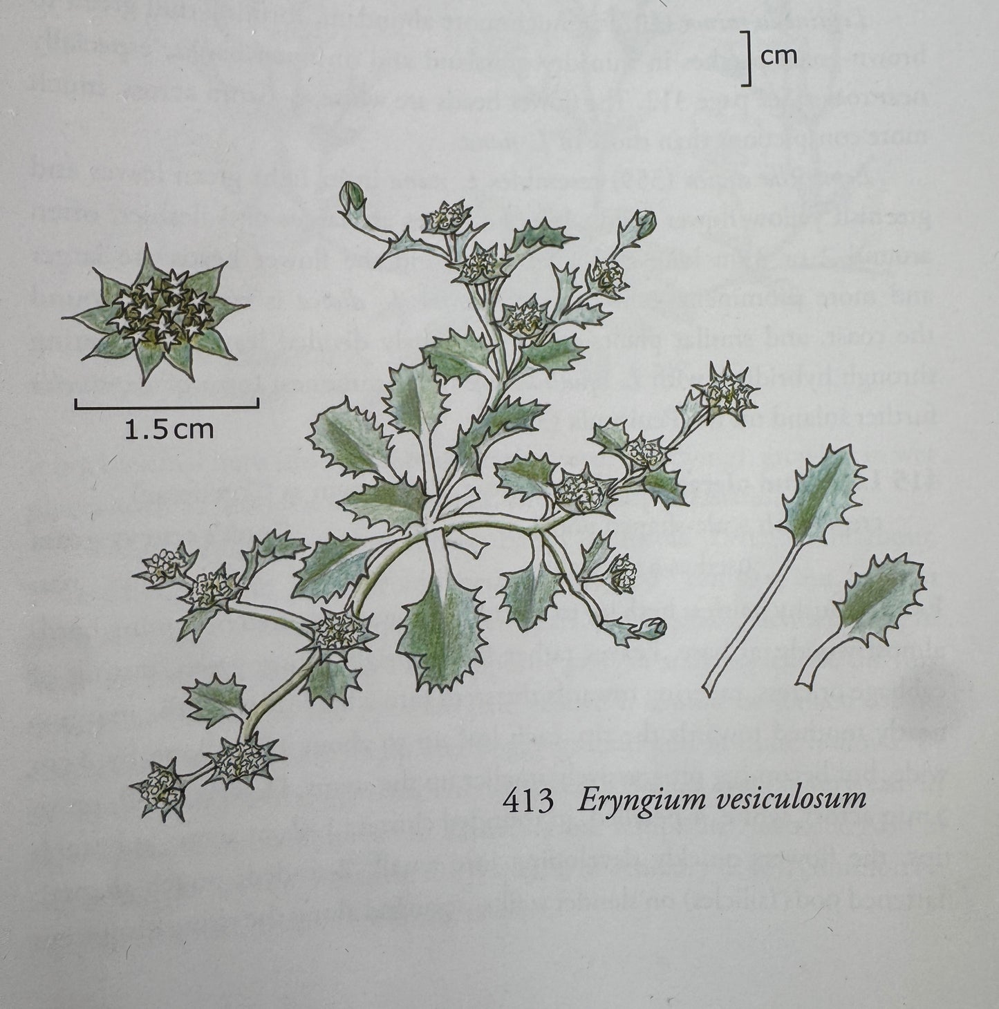 Eryngium vesiculosum