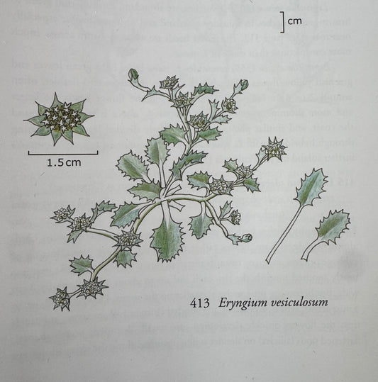 Eryngium vesiculosum