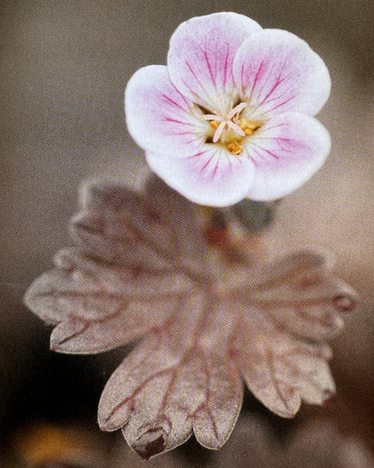 Geranium brevicaule nigricans