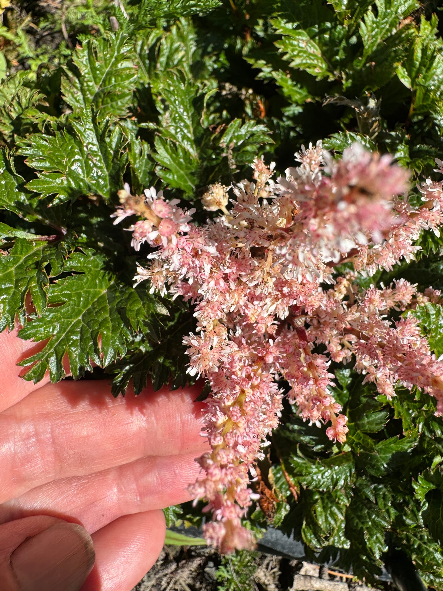 Astilbe crispa