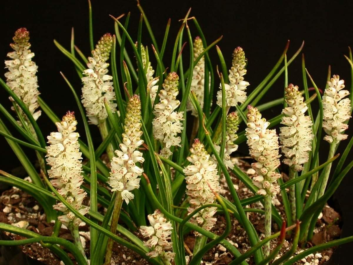 Lachenalia