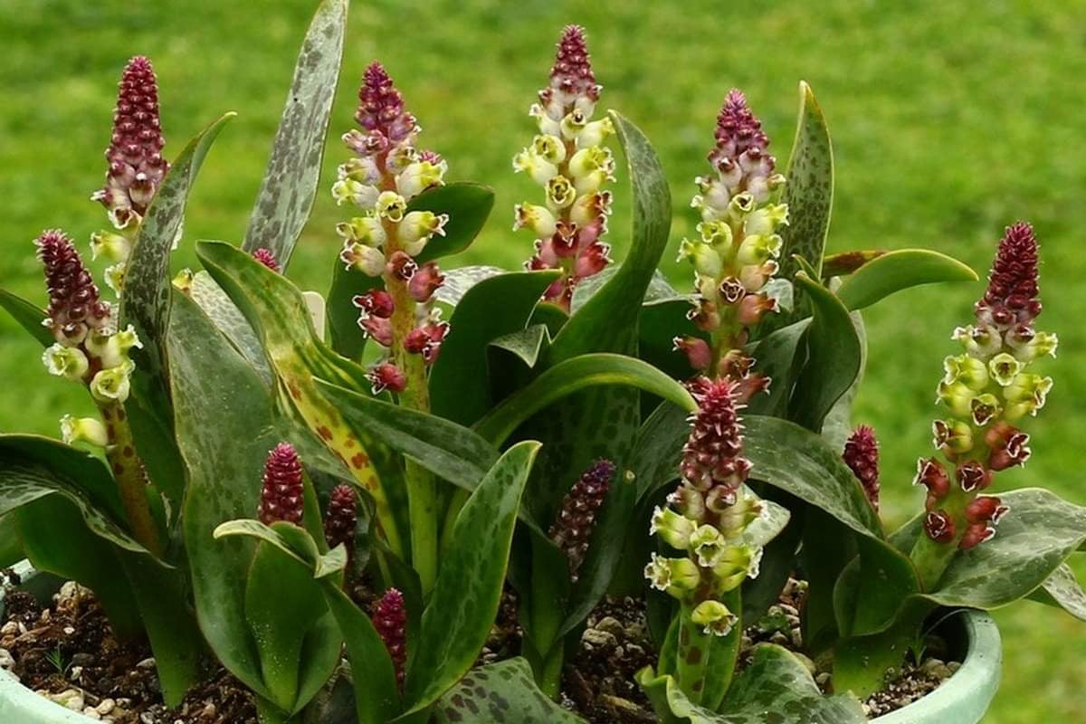 Lachenalia