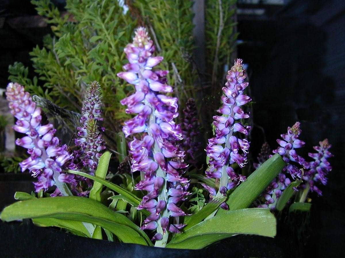 Lachenalia