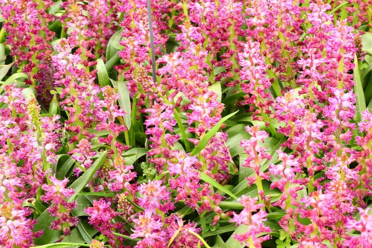 Lachenalia