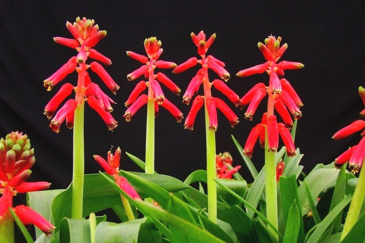 Lachenalia