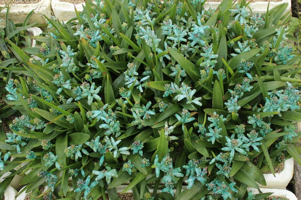 Lachenalia