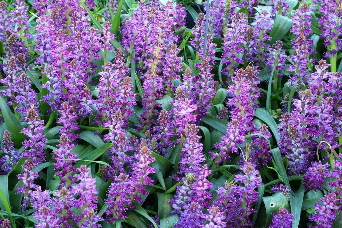 Lachenalia