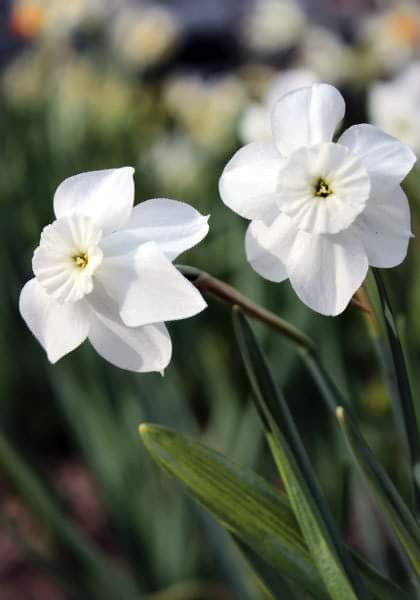 Narcissus