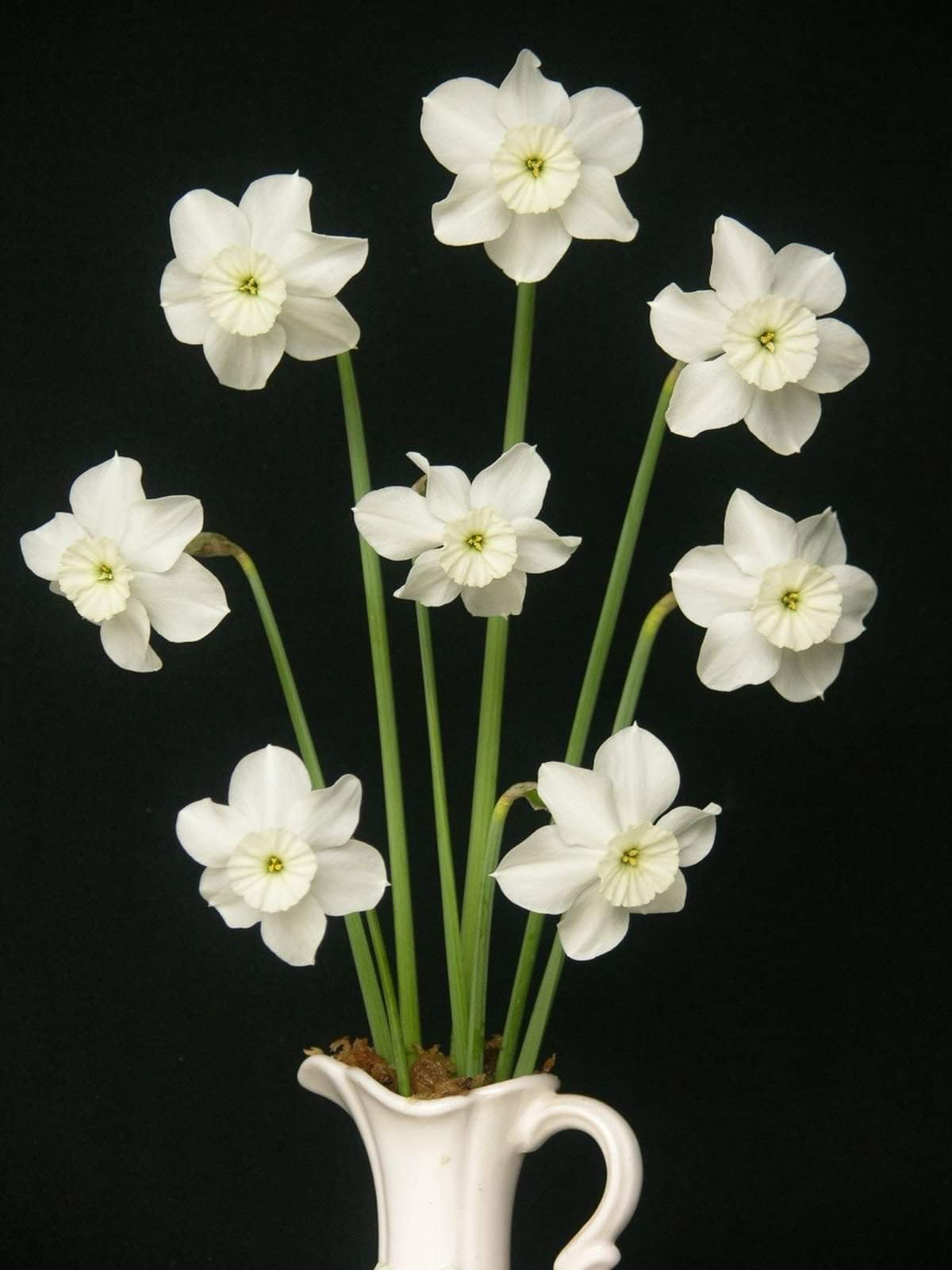 Narcissus