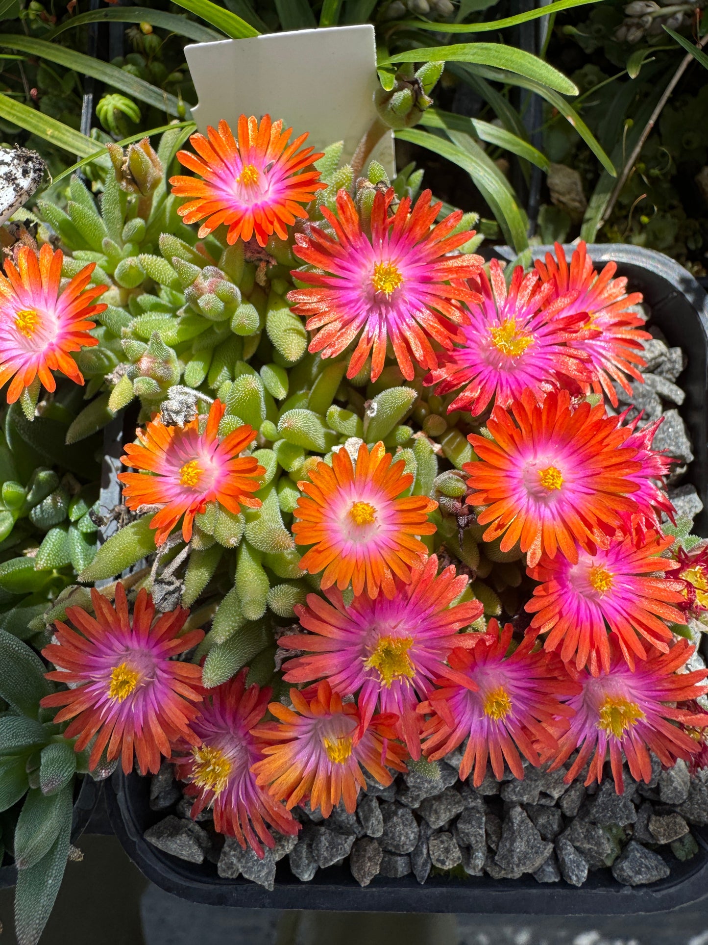 Delosperma Hot Digger