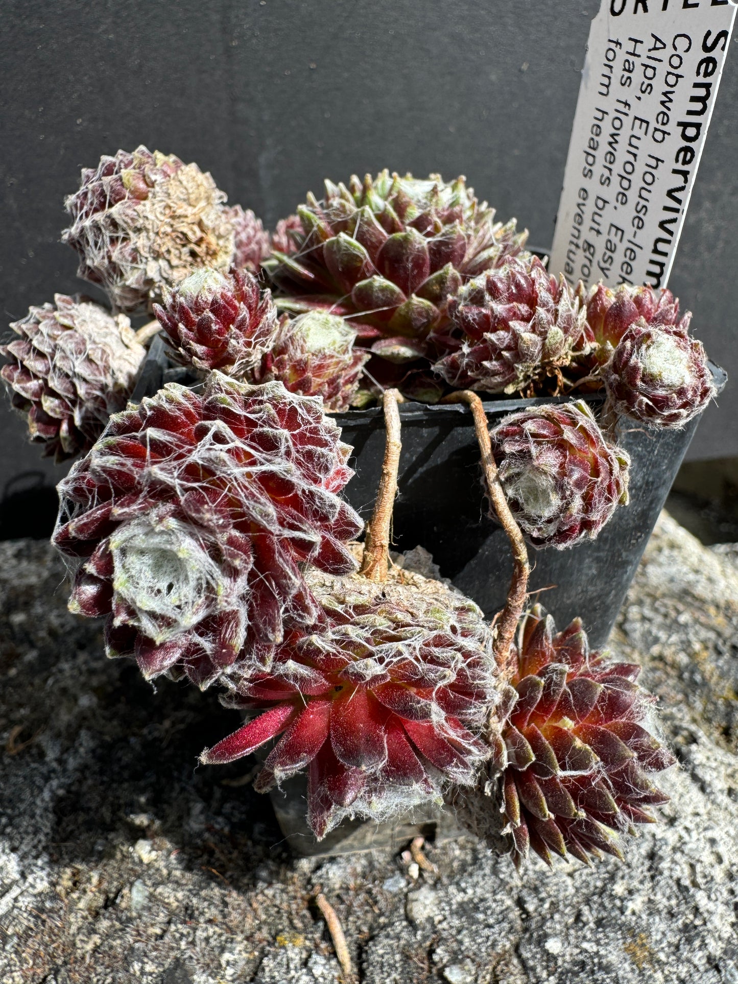 Sempervivum arachnoideum