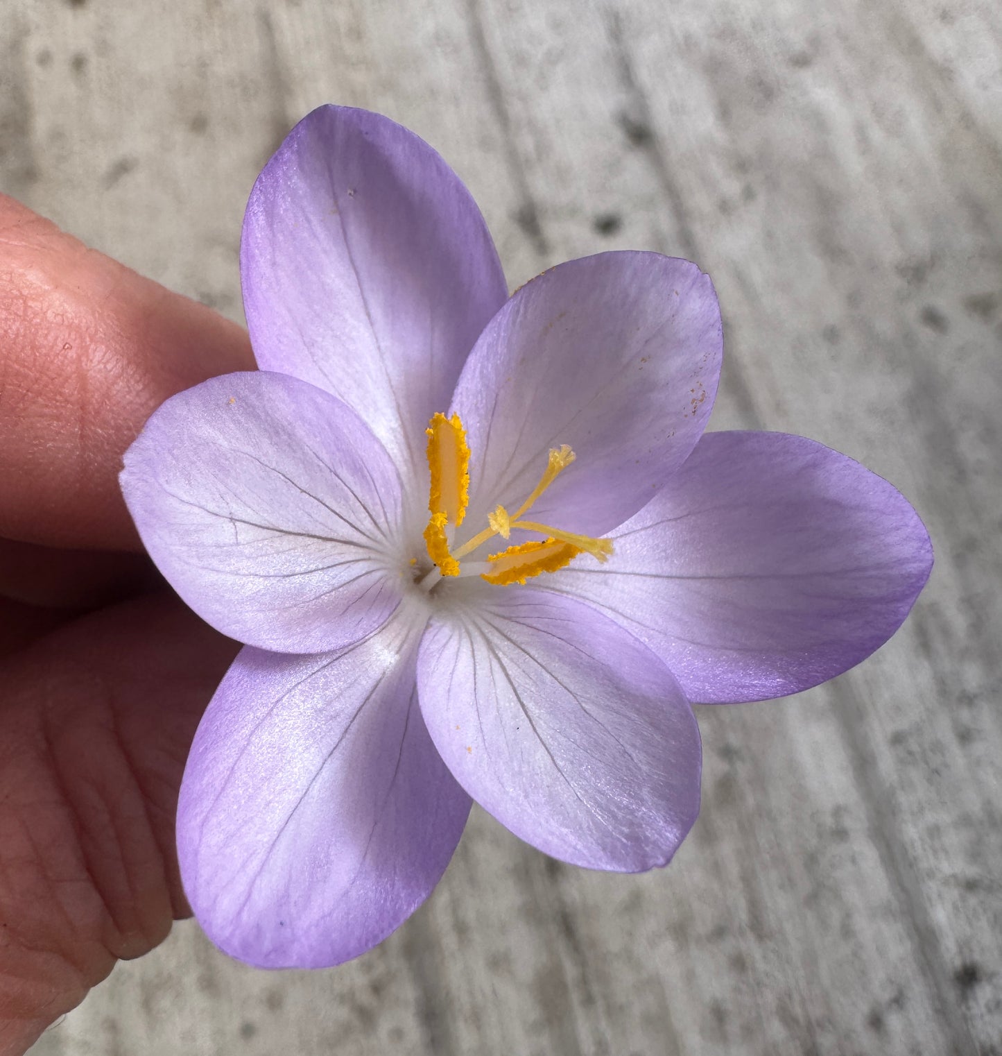 Crocus goulmyii