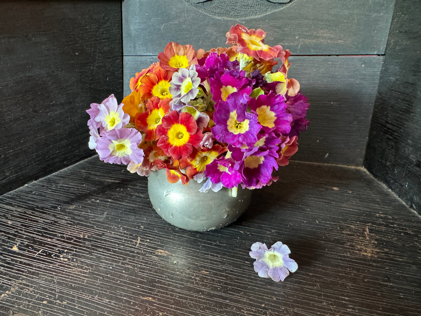 Primula x pubescens auricula type  'Mrs. J. H. Wilson'