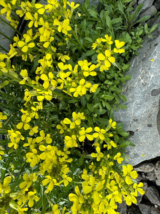 Erysimum pulchellum