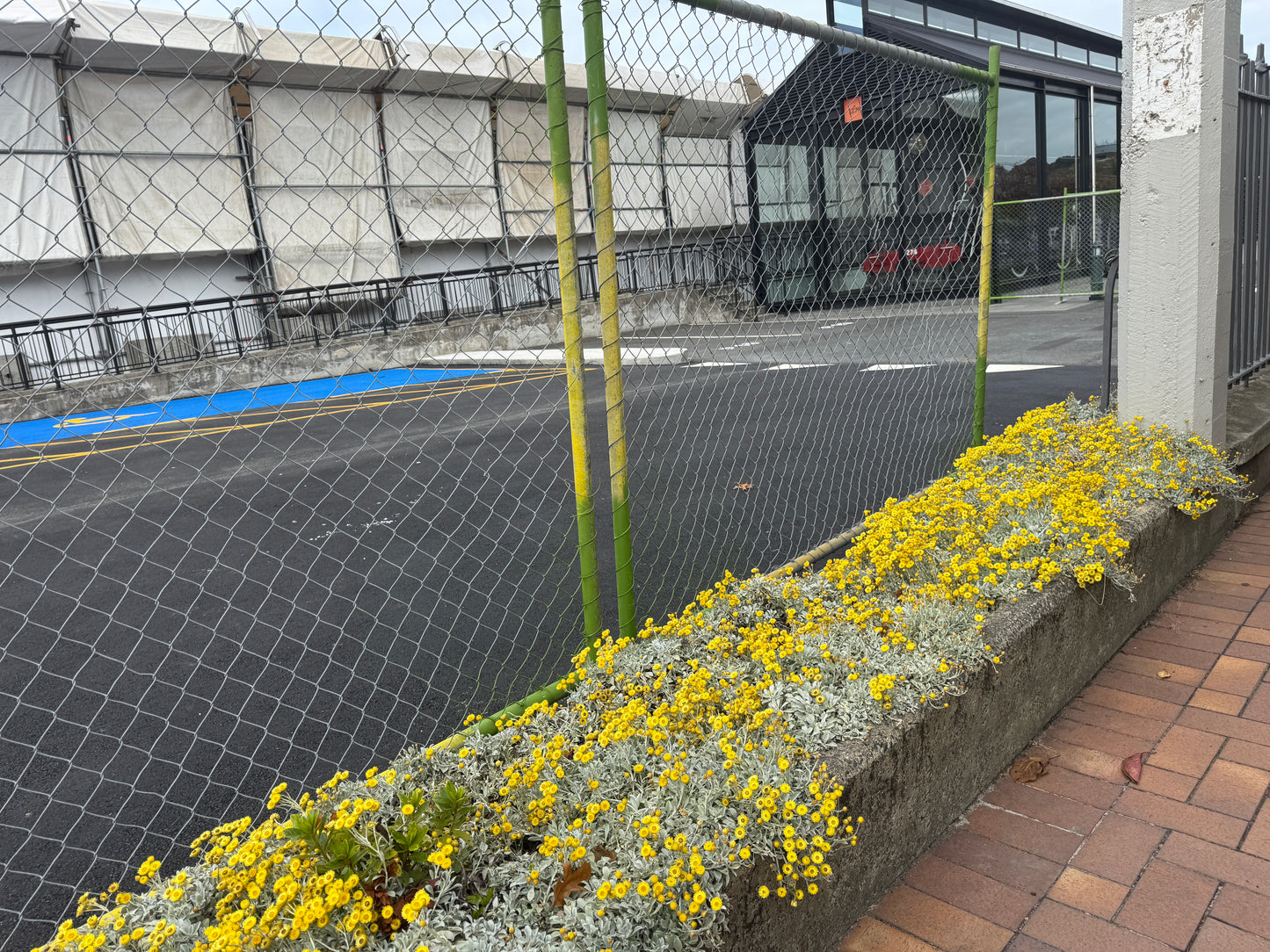 Helichrysum argyrophyllum