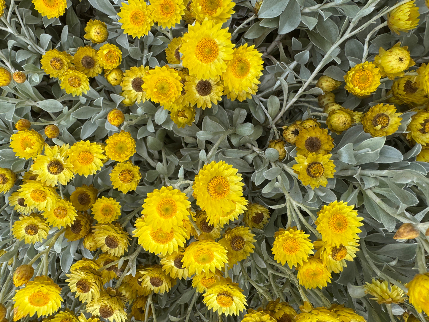 Helichrysum argyrophyllum