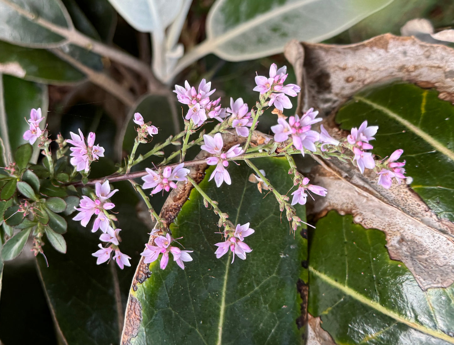 Veronica (Heliohebe) 'Hagley (Park)'