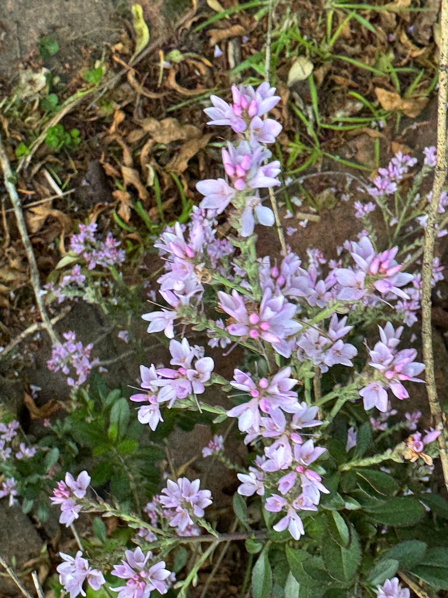 Veronica (Heliohebe) 'Hagley (Park)'