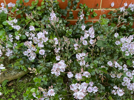 Veronica (Heliohebe) x 'Fairfield'