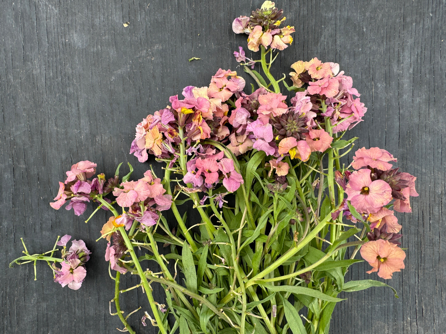 Erysimum linifolium  'Pastel Patchwork'