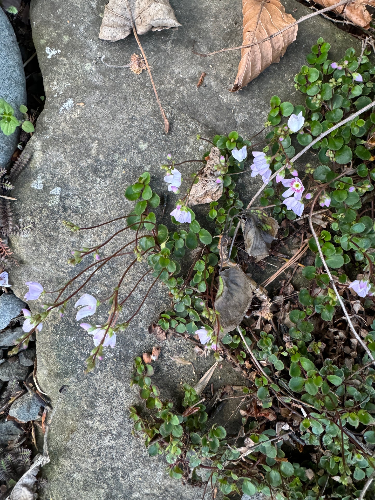 Parahebe decora syn. Veronica bidwillii