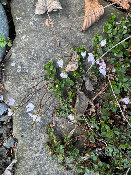 Parahebe decora syn. Veronica bidwillii