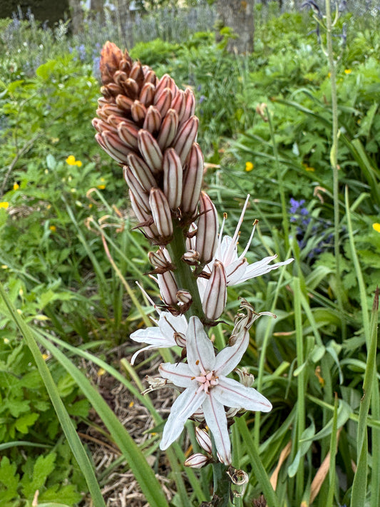Asphodeline  albus