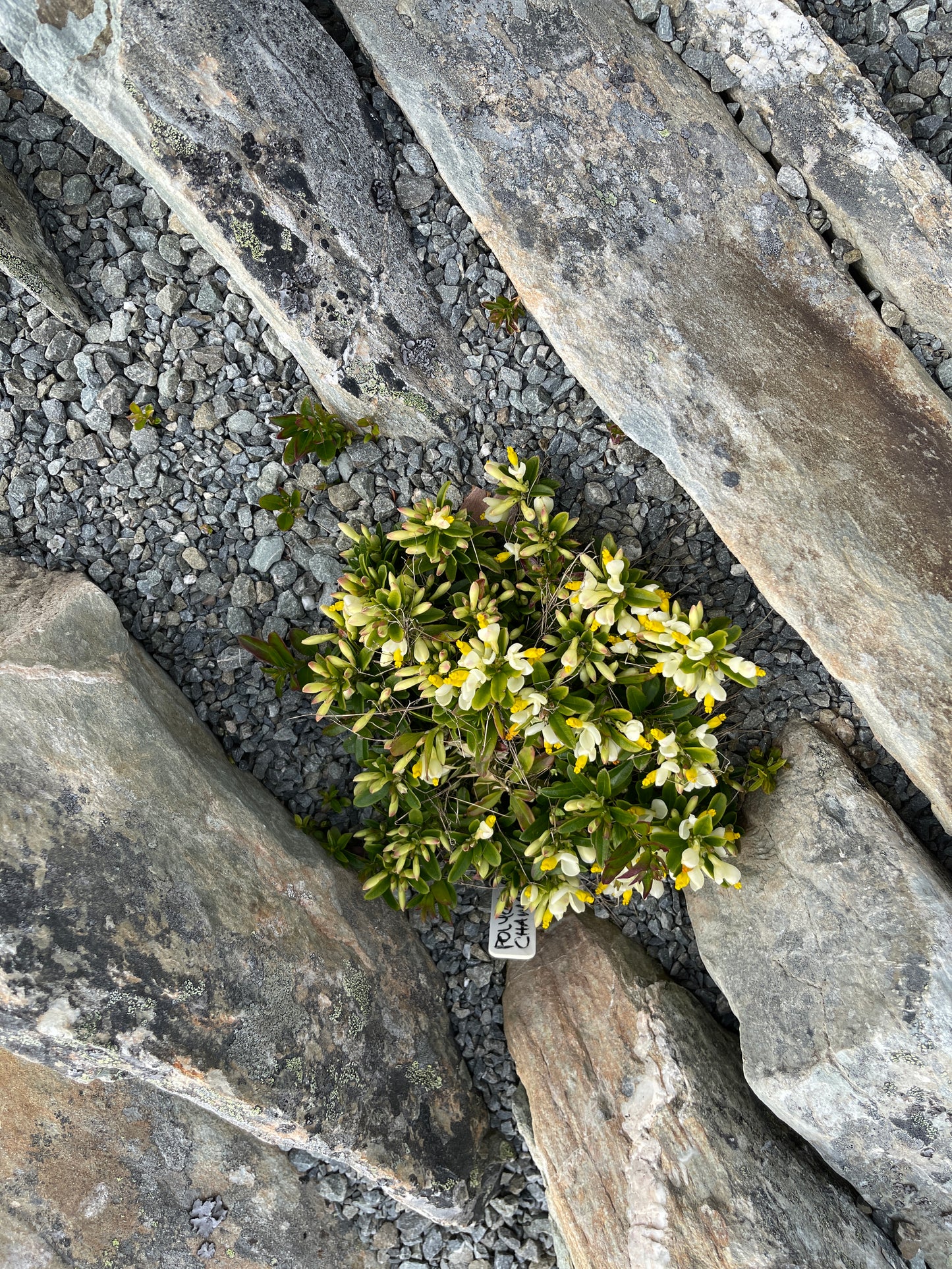 Polygala chamaebuxus  syn. Polygaloides chamaebuxus, white and yellow