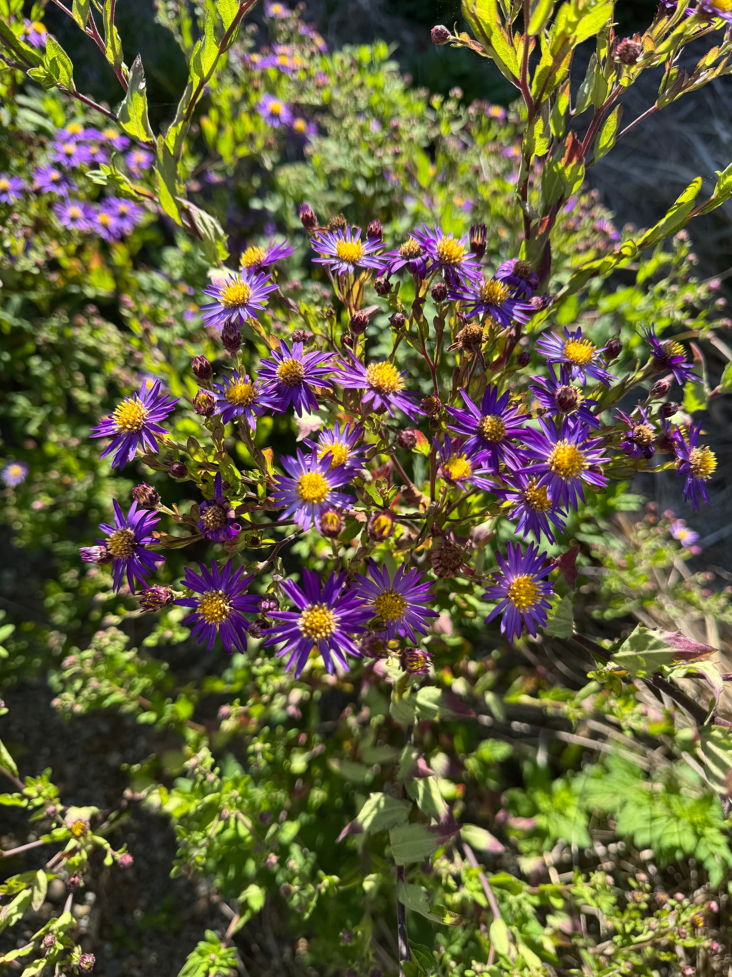 Aster ageratoides syn. Aster trinervus
