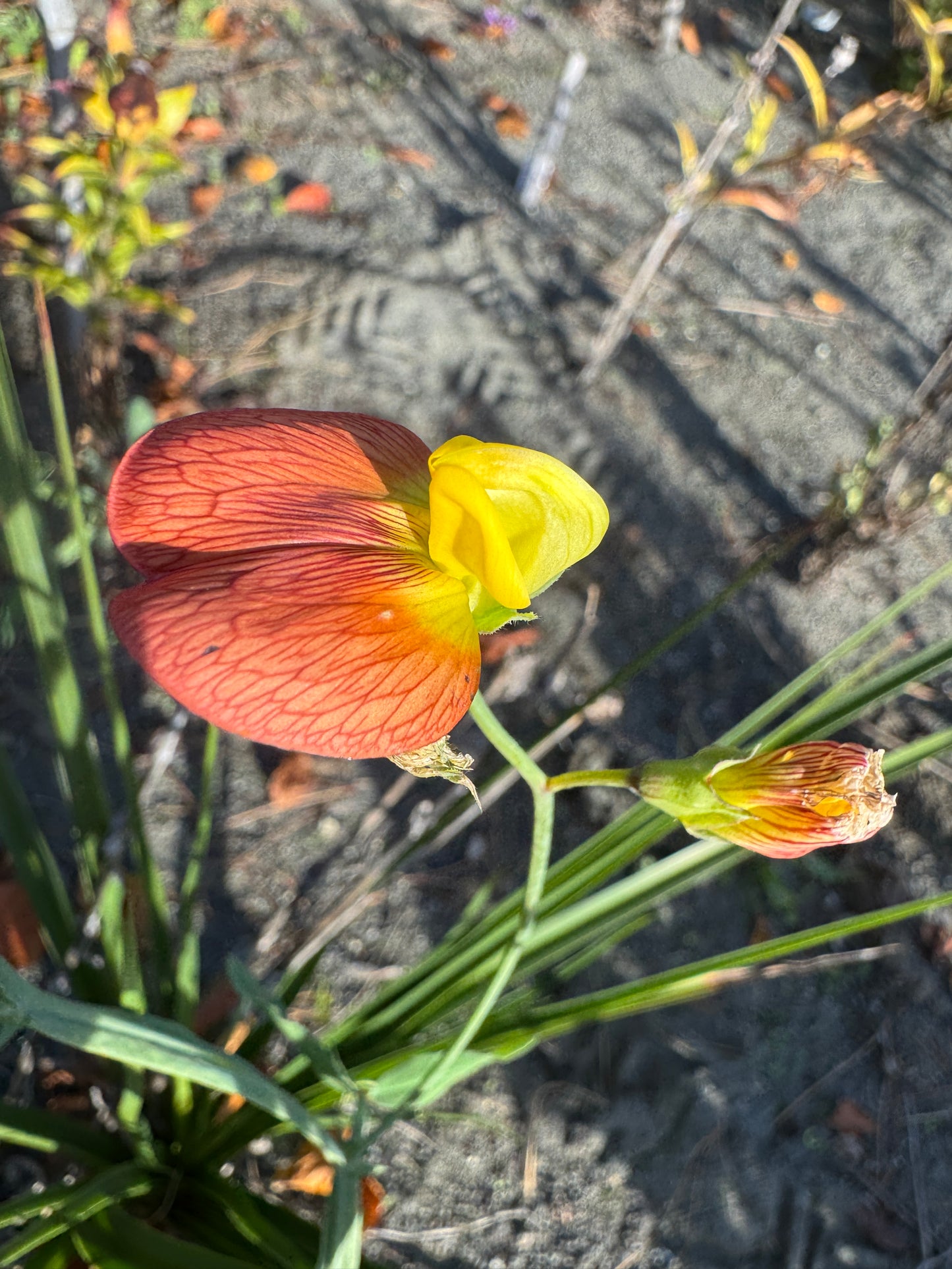 Lathyrus belinensis seed