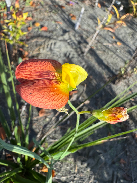 Lathyrus belinensis seed