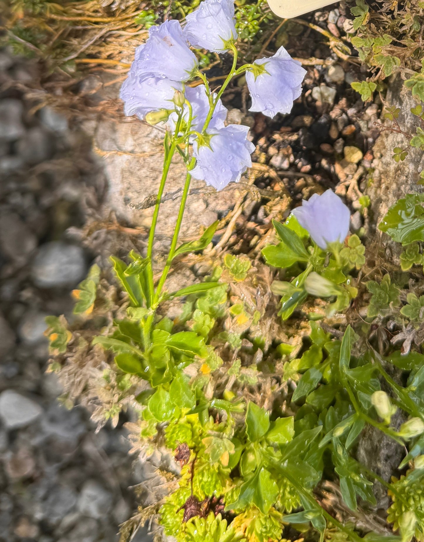 Campanula cochlearifolia 'Elizabeth Oliver'