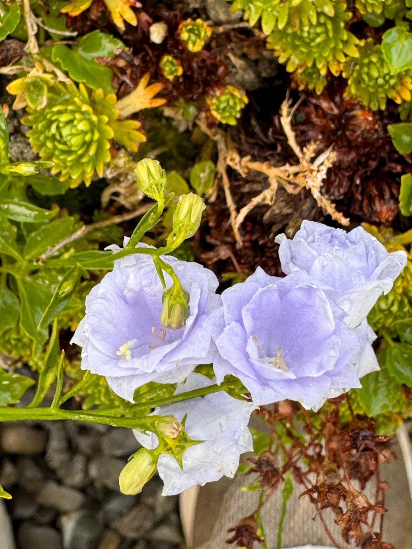 Campanula cochlearifolia 'Elizabeth Oliver'