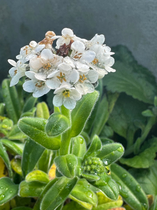 Myosotis rakiura