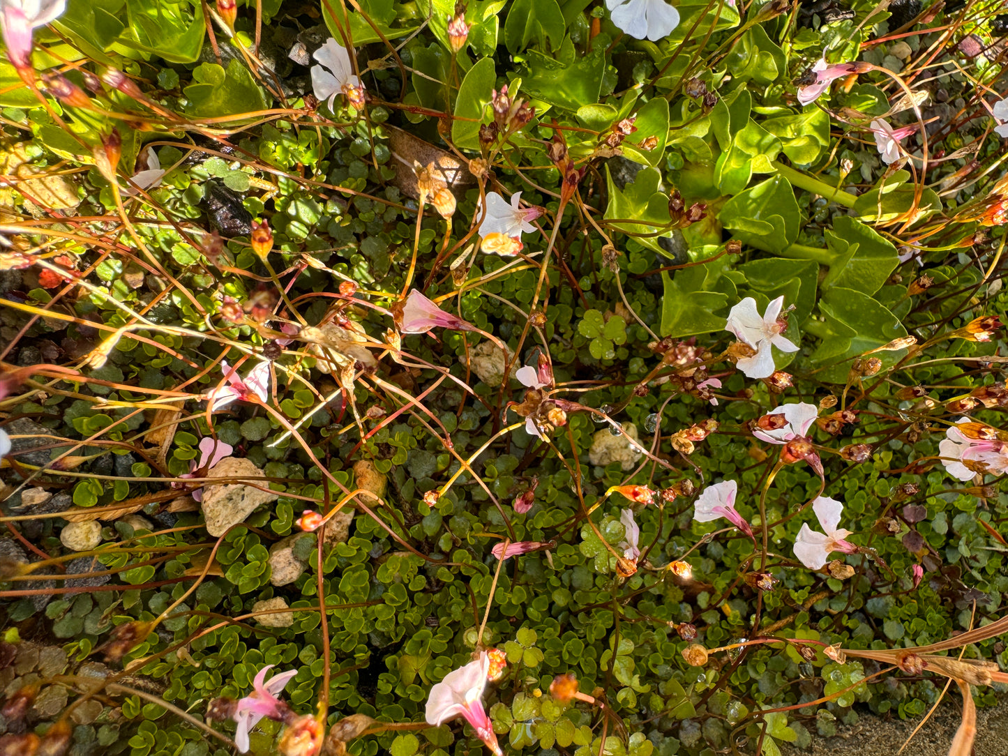 Lobelia linnaeoides