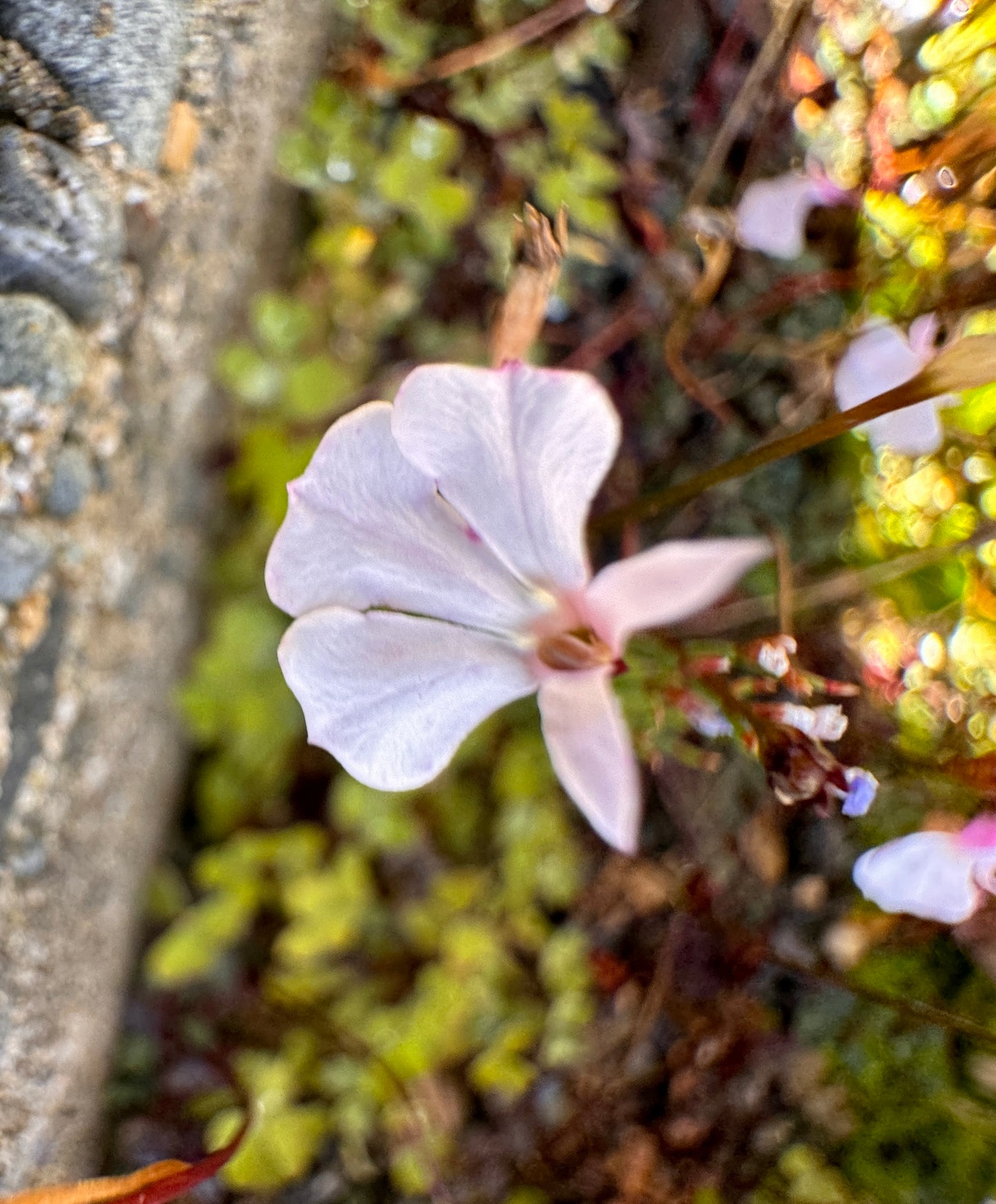 Lobelia linnaeoides