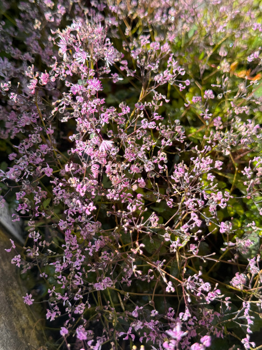 Thalictrum kiusianum