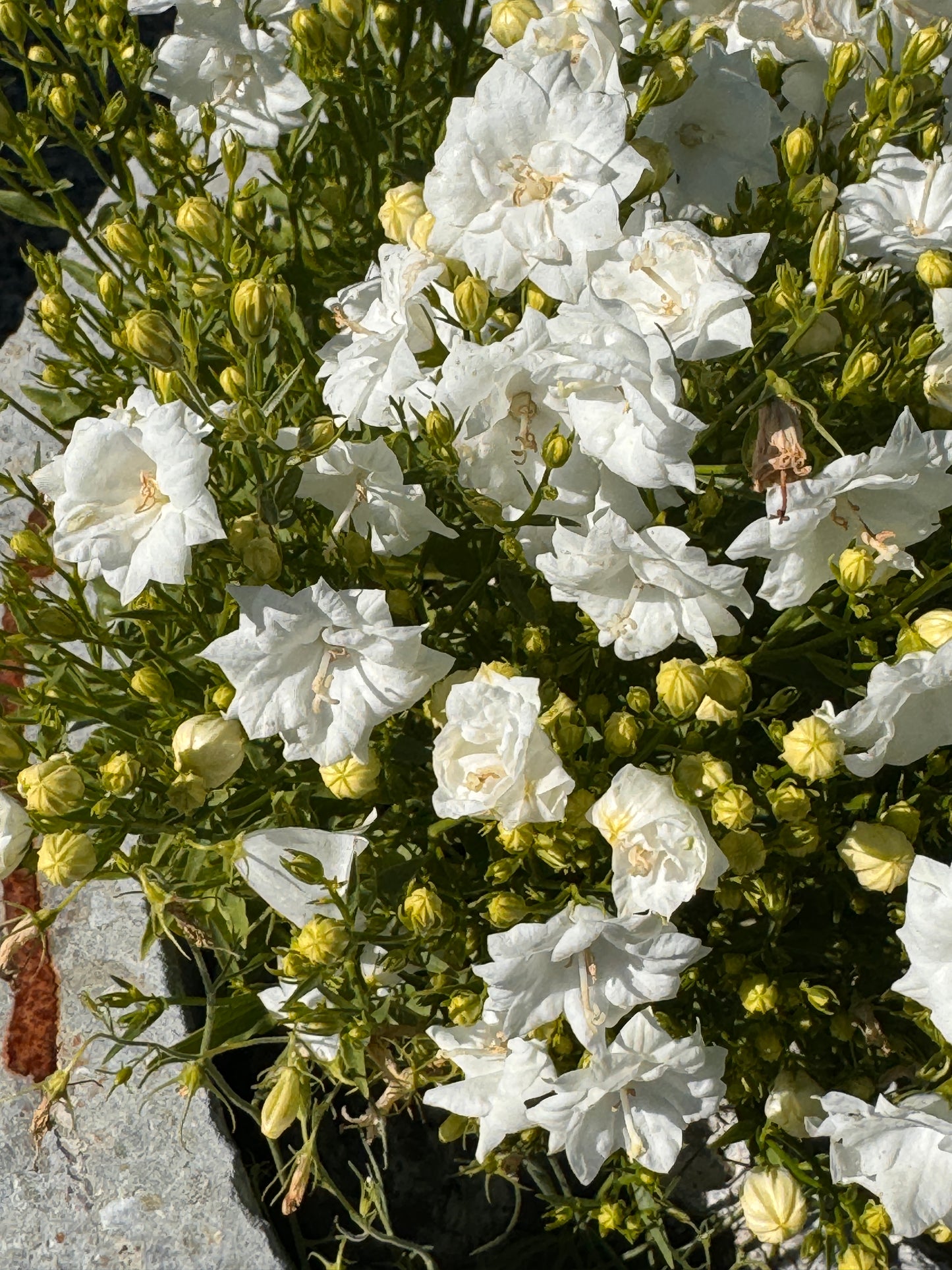 Campanula 'Warley White' (warleyensis)